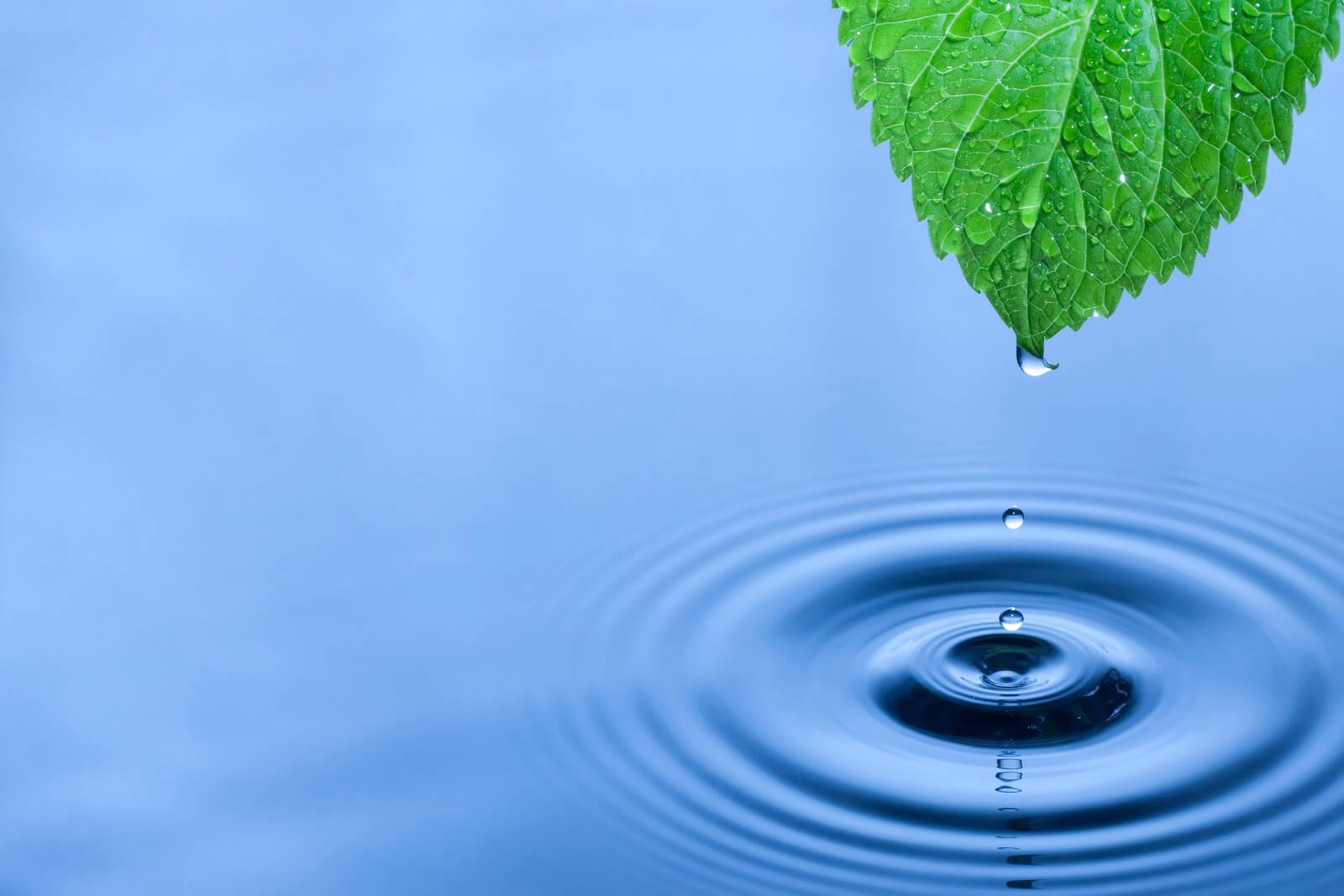Green leaf water drops