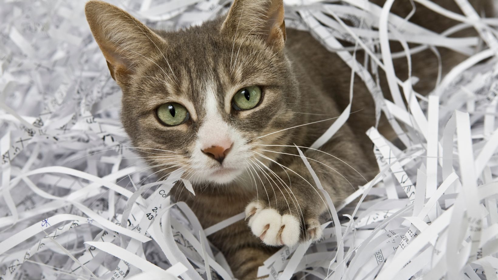 a cat in a pile of shredded paper